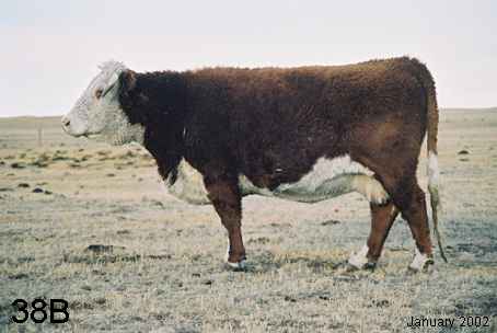 38b.jpg (15175 bytes)