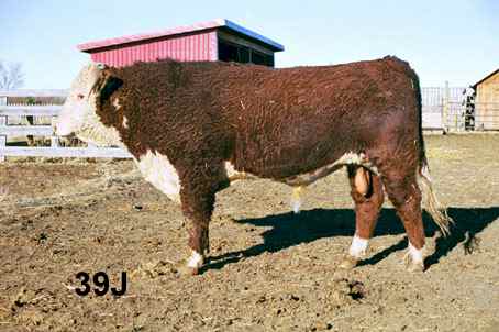 39j.jpg (20364 bytes)