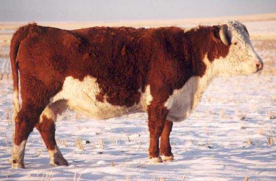 3C the dam of 135G (29270 bytes)