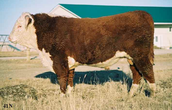 41N.jpg (38381 bytes)