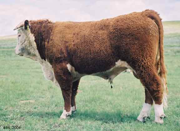 41N04.jpg (24793 bytes)