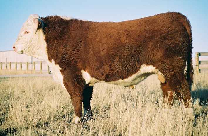 41N2.jpg (42098 bytes)