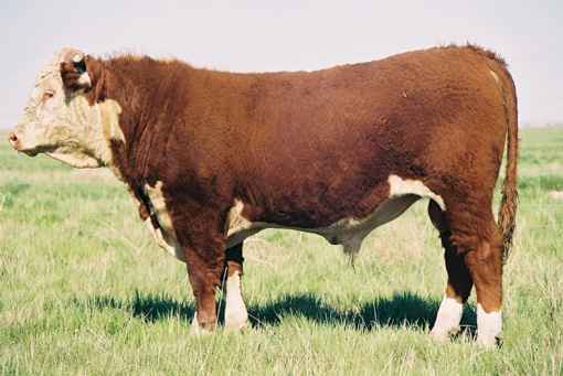 41m.jpg (20043 bytes)