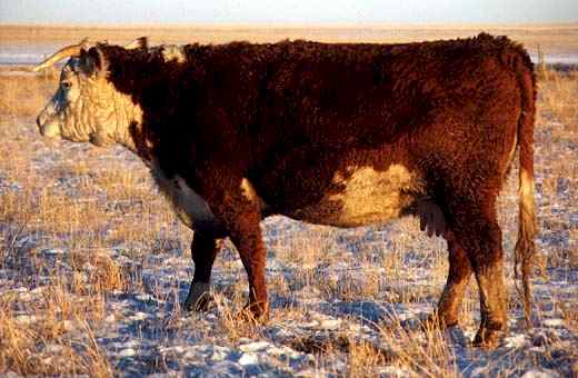 42E (27215 bytes) in Jan 2000