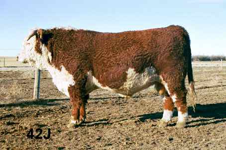 42j.jpg (20844 bytes)