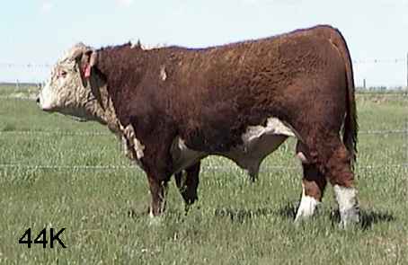 44k.jpg (16734 bytes)