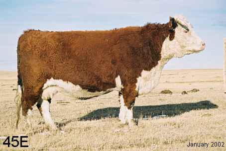 45e.jpg (15769 bytes)