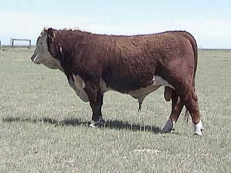 4k.jpg (20880 bytes)