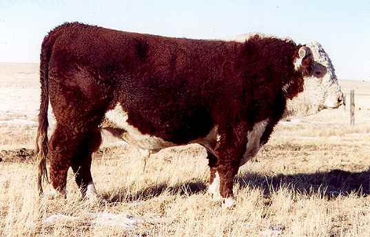 4k2.jpg (28749 bytes)