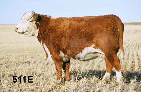 511e.jpg (18064 bytes)