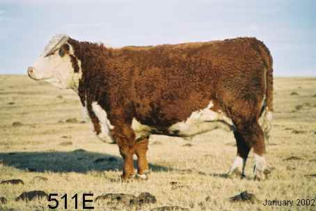 511e2.jpg (16098 bytes)