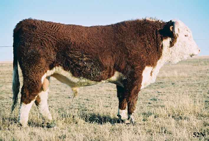 52N.jpg (44537 bytes)