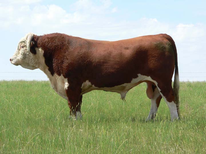 52N06.JPG (92244 bytes)