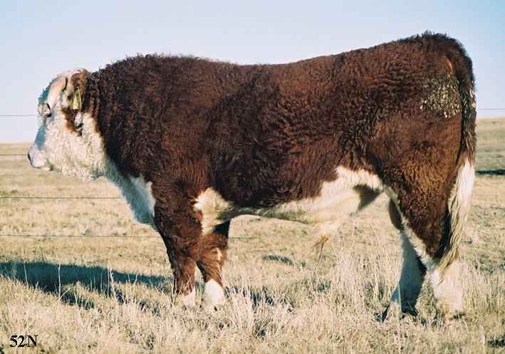 52N2.jpg (45141 bytes)