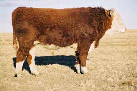 52k.jpg (16931 bytes)