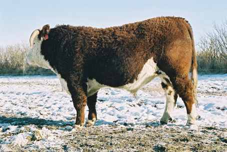 53l.jpg (22433 bytes)