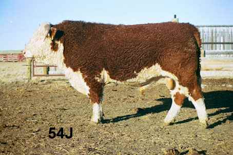 54j.jpg (20366 bytes)