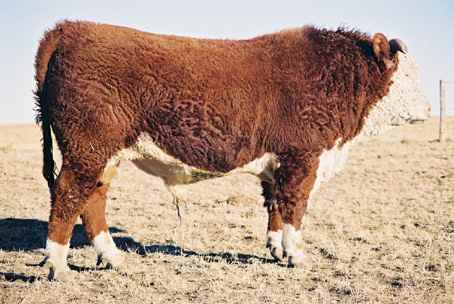 54k.jpg (21429 bytes)