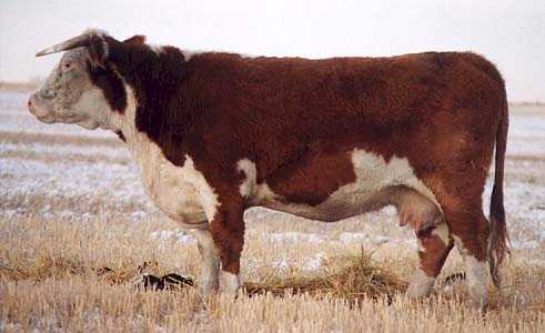 56C the dam of 232G (19611 bytes)