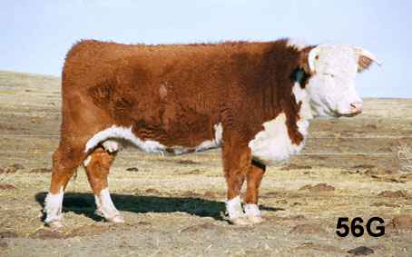 56g.jpg (15317 bytes)