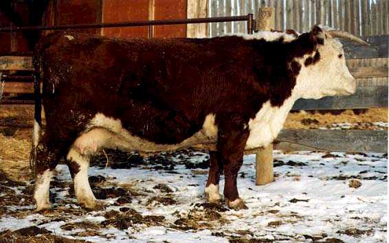 56U the dam of 124G (35820 bytes)