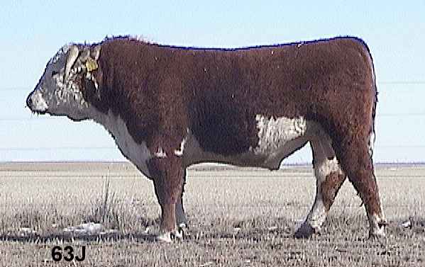 63j.jpg (23431 bytes)