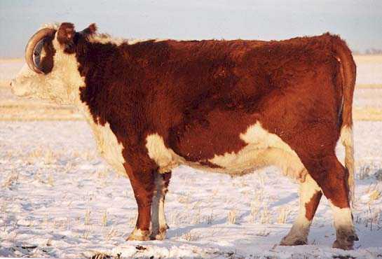 66A the dam of 66A (26824 bytes)