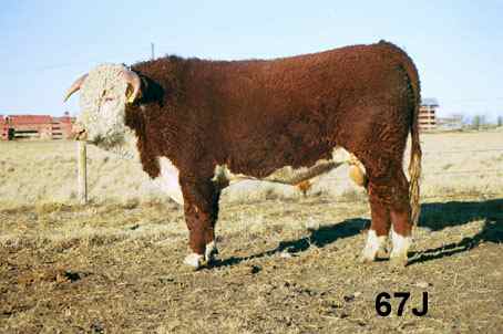 67j.jpg (17694 bytes)