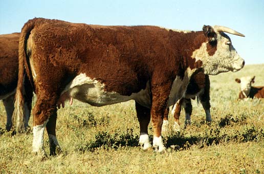 AGA 53B Miss Britisher 69E (79811 bytes)