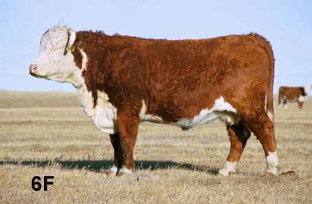 6f.jpg (15311 bytes)