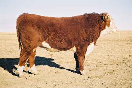 6k.jpg (15064 bytes)