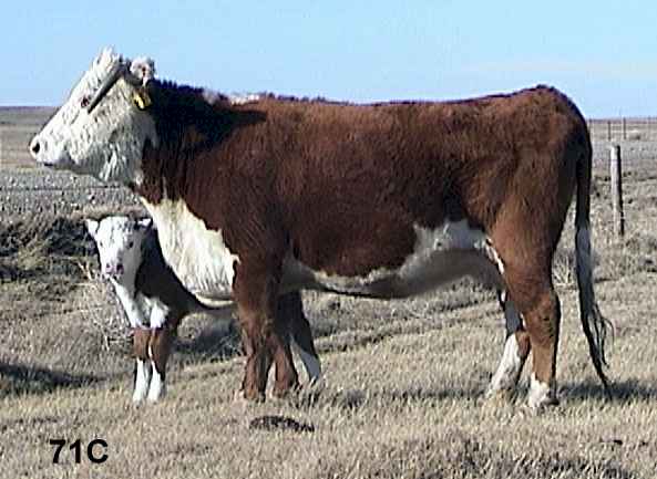 71c.jpg (33966 bytes)