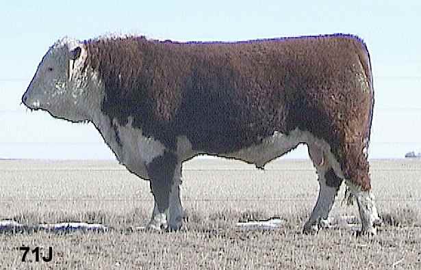 71j.jpg (25722 bytes)