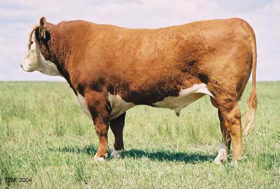 72M04.jpg (27063 bytes)