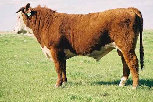 72mXTC.jpg (22587 bytes)