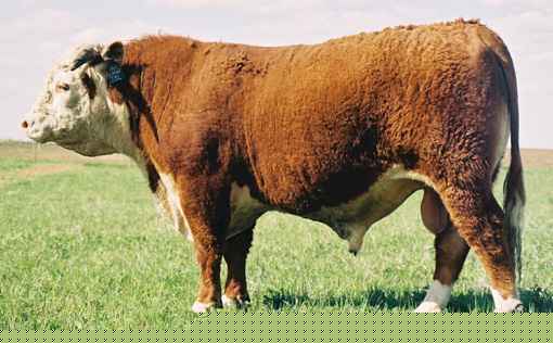 73L.jpg (23025 bytes)