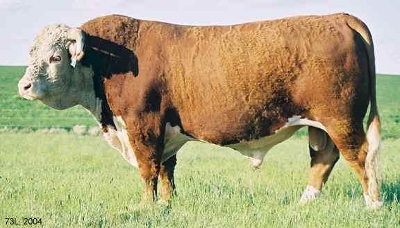 73L04.jpg (23631 bytes)