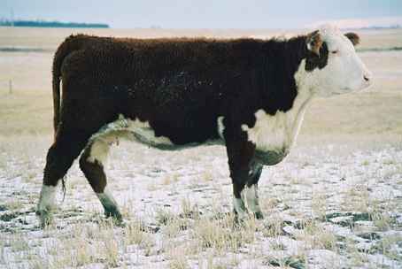 74jfe.jpg (15097 bytes)