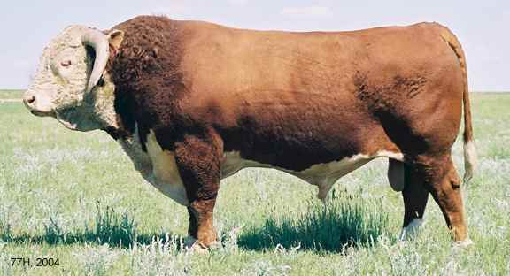 77H04.jpg (23189 bytes)