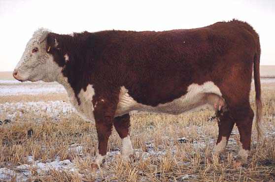 77D the dam of 115G (27807 bytes)