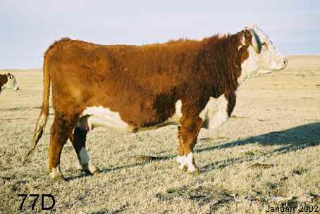 77d2.jpg (18495 bytes)