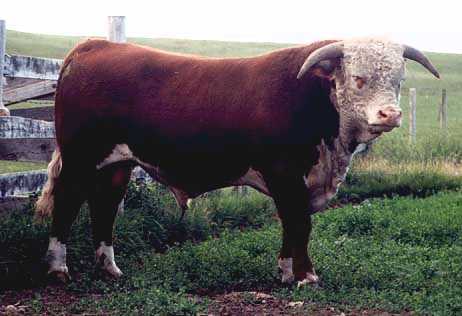 AGA 16F Brigader 77H (20008 bytes)