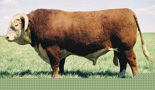 77h3.jpg (21012 bytes)