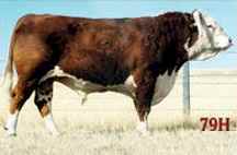 79H.jpg (4494 bytes)