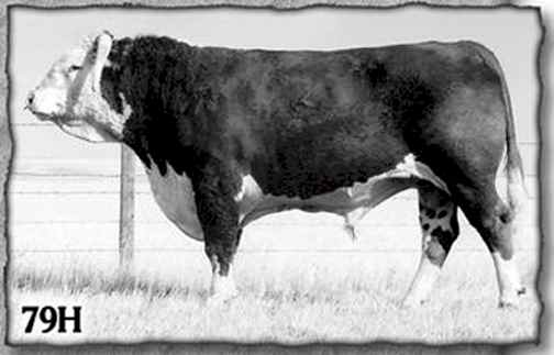 79H2.jpg (16814 bytes)