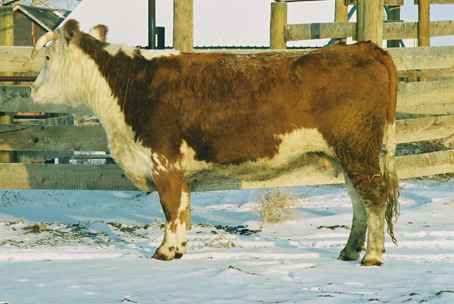 7h.jpg (16608 bytes)