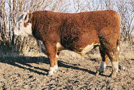 7k.jpg (29944 bytes)