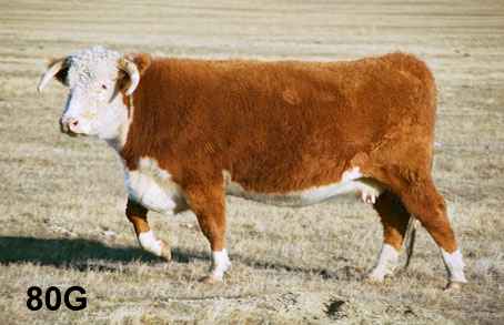 80g.jpg (16914 bytes)