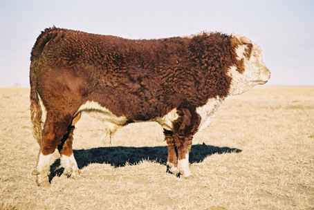 80k.jpg (15668 bytes)