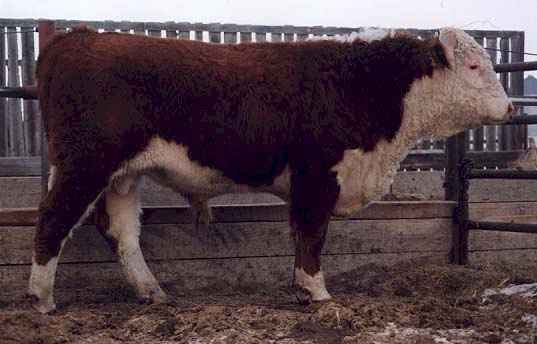 811H (21203 bytes) in Jan 2000